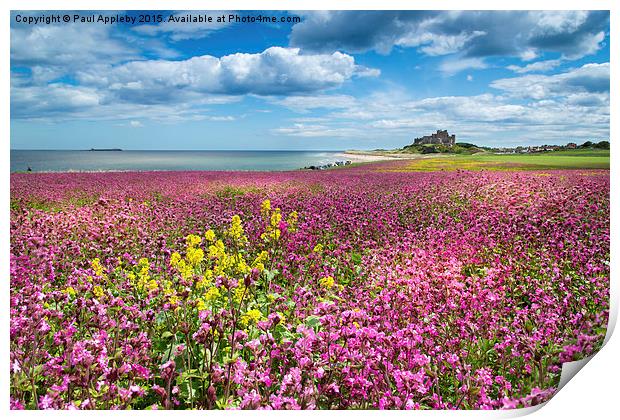  Bamburgh Campion Print by Paul Appleby