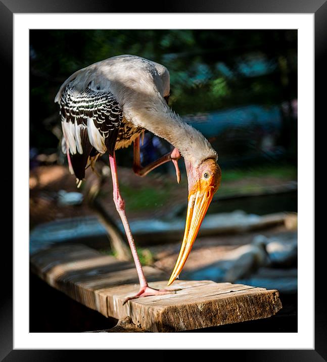 Painted Stork  Framed Mounted Print by Hassan Najmy