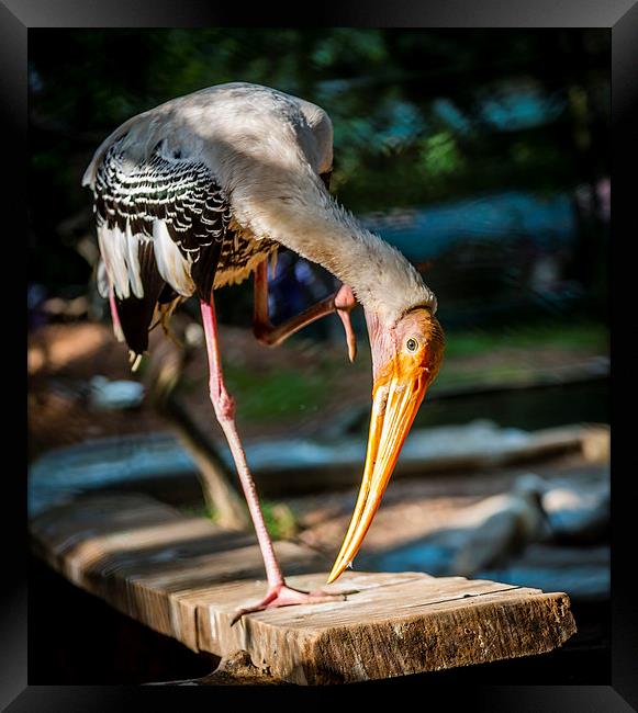 Painted Stork  Framed Print by Hassan Najmy