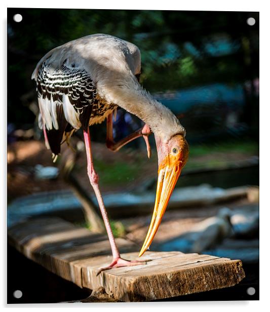Painted Stork  Acrylic by Hassan Najmy