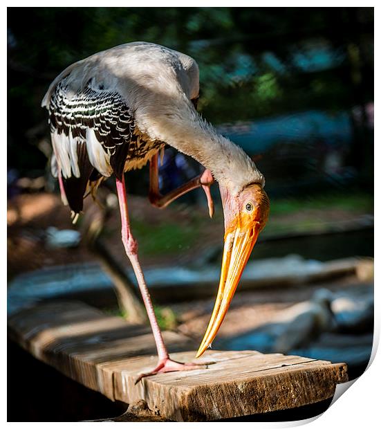 Painted Stork  Print by Hassan Najmy