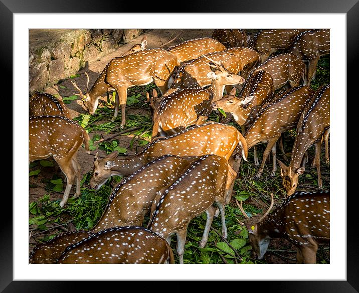  Deers Framed Mounted Print by Hassan Najmy