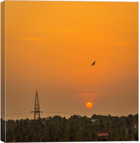  Bird in the sunset Canvas Print by Hassan Najmy