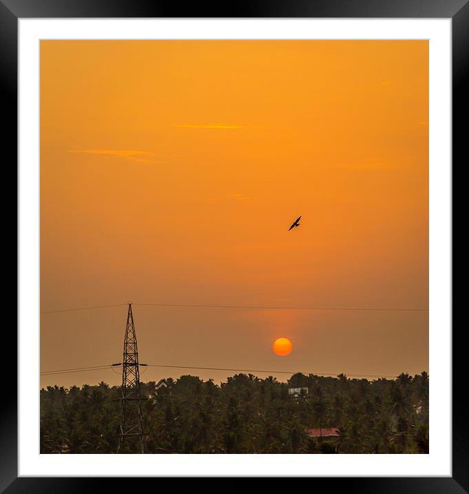  Bird in the sunset Framed Mounted Print by Hassan Najmy