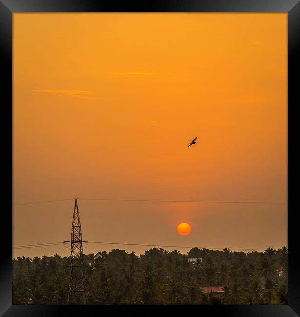  Bird in the sunset Framed Print by Hassan Najmy
