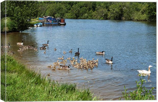  Canada geese with chicks on river Thames Canvas Print by Jim Hellier