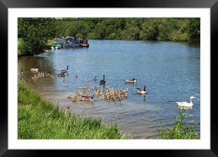  Canada geese with chicks on river Thames Framed Mounted Print by Jim Hellier