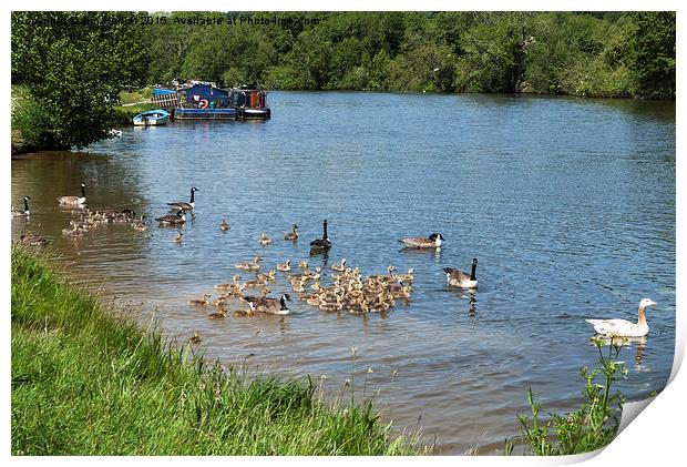  Canada geese with chicks on river Thames Print by Jim Hellier