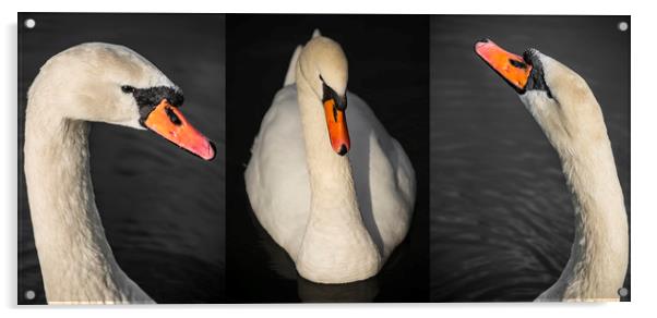  Swan close up Acrylic by Svetlana Sewell