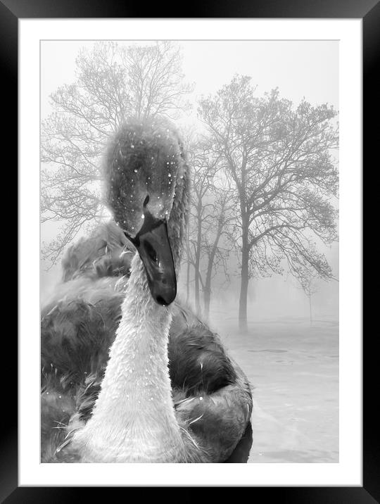  Baby Swan Framed Mounted Print by Svetlana Sewell