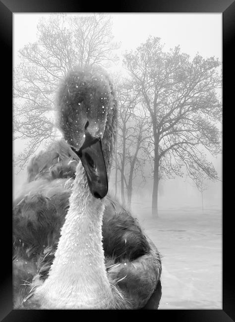  Baby Swan Framed Print by Svetlana Sewell
