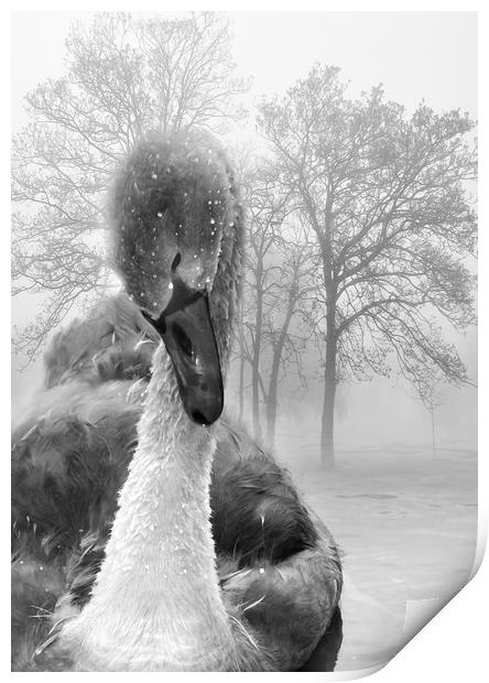  Baby Swan Print by Svetlana Sewell