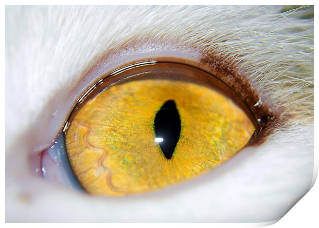  The Eye Print by Svetlana Sewell