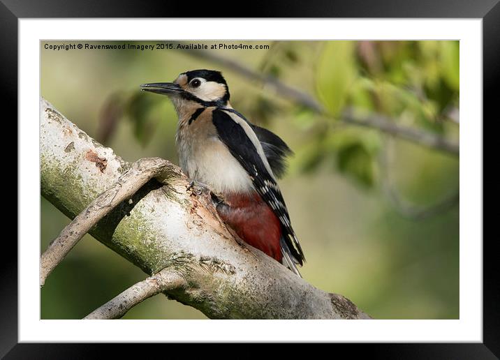  Woodpecker  Framed Mounted Print by Ravenswood Imagery