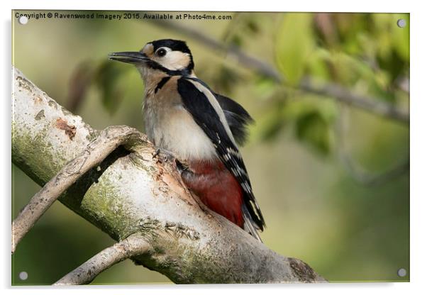  Woodpecker  Acrylic by Ravenswood Imagery