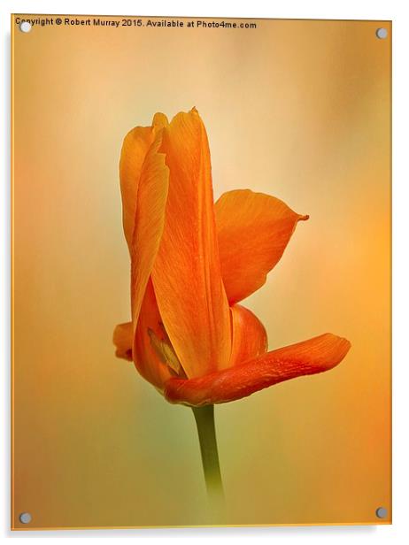  Orange Twirl Acrylic by Robert Murray