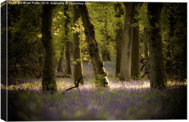  Kinclaven bluebells Canvas Print by Ian Potter