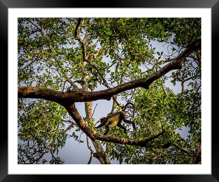  Monkey Framed Mounted Print by Hassan Najmy