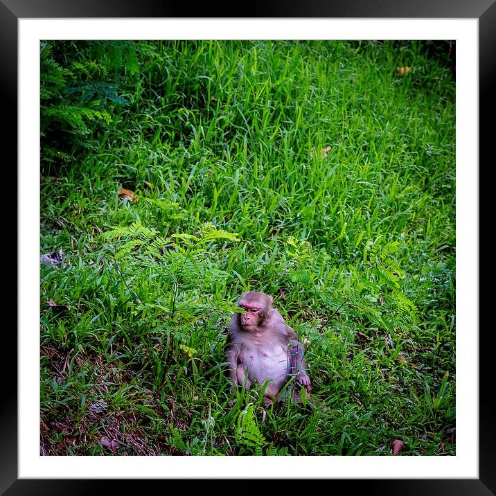 Monkey Framed Mounted Print by Hassan Najmy