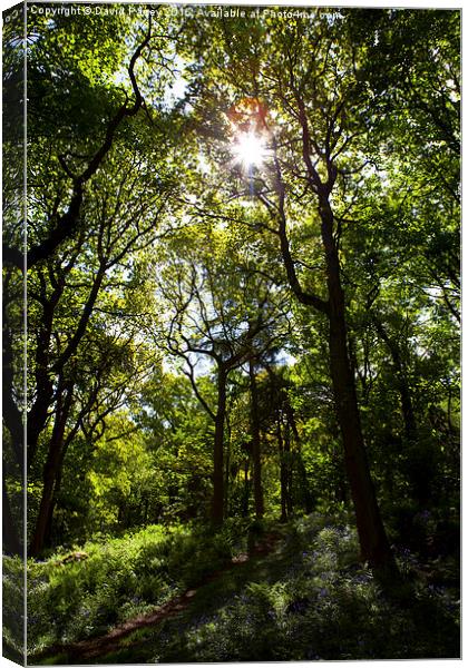  Woods Canvas Print by David Pacey
