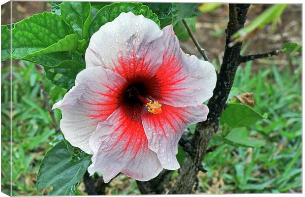 White Hibiscus Canvas Print by Tony Murtagh