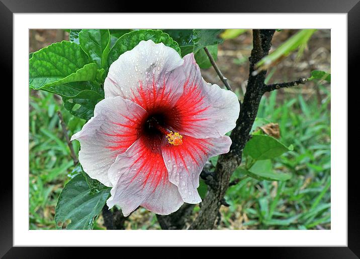 White Hibiscus Framed Mounted Print by Tony Murtagh