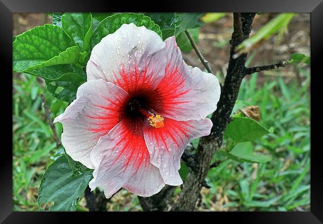 White Hibiscus Framed Print by Tony Murtagh