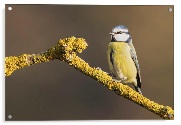  Blue tit standing on lichen covered branch Acrylic by Ian Duffield