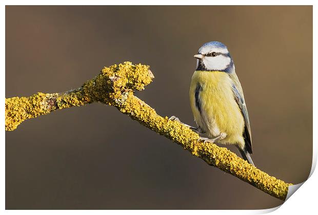  Blue tit standing on lichen covered branch Print by Ian Duffield
