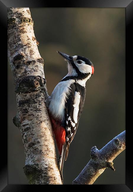  Greater Spotted Woodpecker on silver birch Framed Print by Ian Duffield