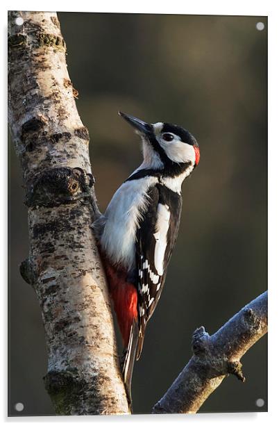  Greater Spotted Woodpecker on silver birch Acrylic by Ian Duffield