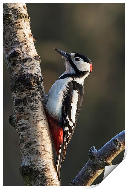  Greater Spotted Woodpecker on silver birch Print by Ian Duffield