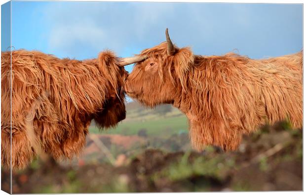  Highland Cattle Canvas Print by Malcolm Snook