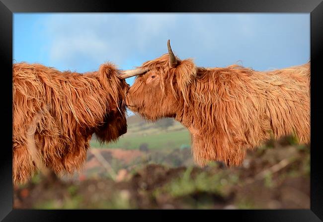  Highland Cattle Framed Print by Malcolm Snook