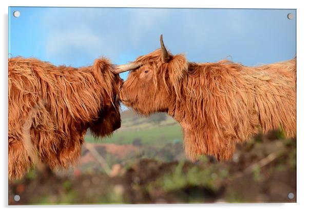  Highland Cattle Acrylic by Malcolm Snook
