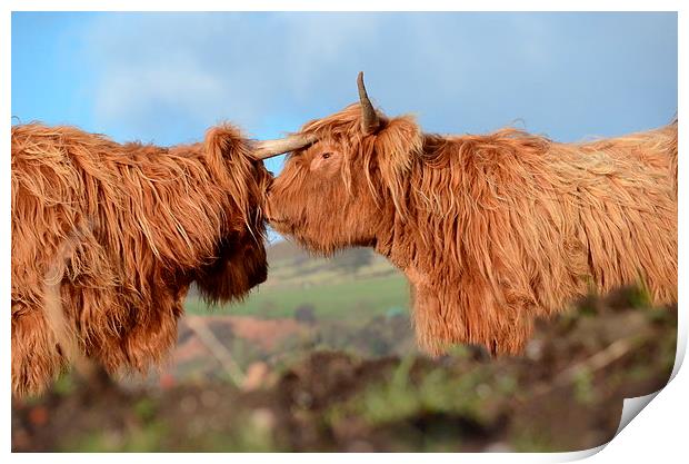  Highland Cattle Print by Malcolm Snook