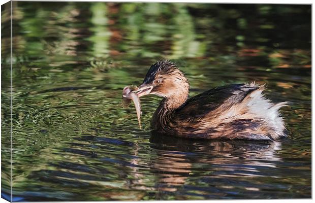  Dabchick with a fish Canvas Print by Ian Duffield