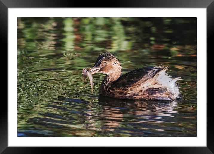  Dabchick with a fish Framed Mounted Print by Ian Duffield