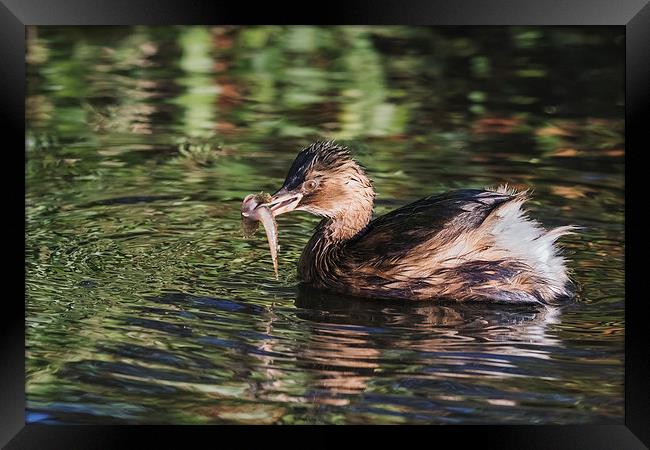  Dabchick with a fish Framed Print by Ian Duffield