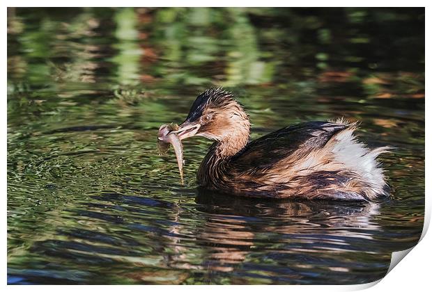  Dabchick with a fish Print by Ian Duffield