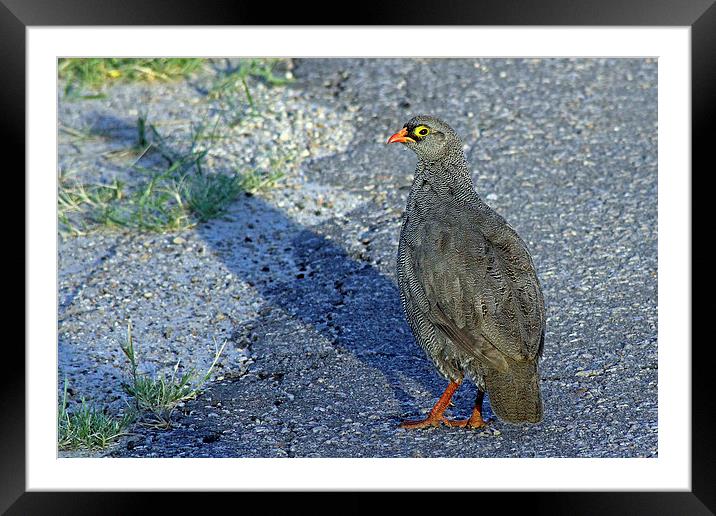 Red-billed spurfowl   Framed Mounted Print by Tony Murtagh