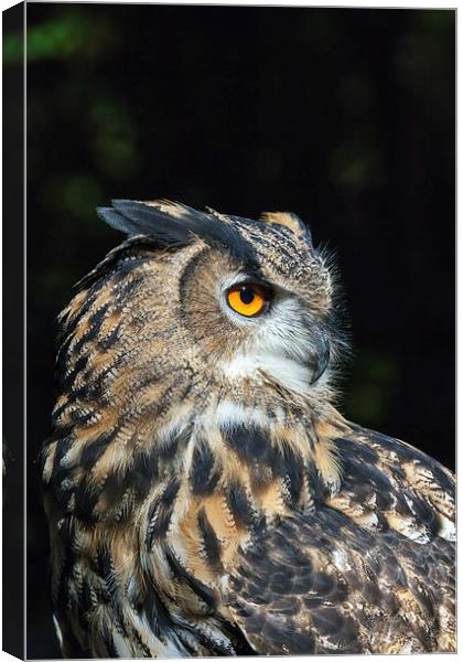 Eagle owl close-up  Canvas Print by Ian Duffield