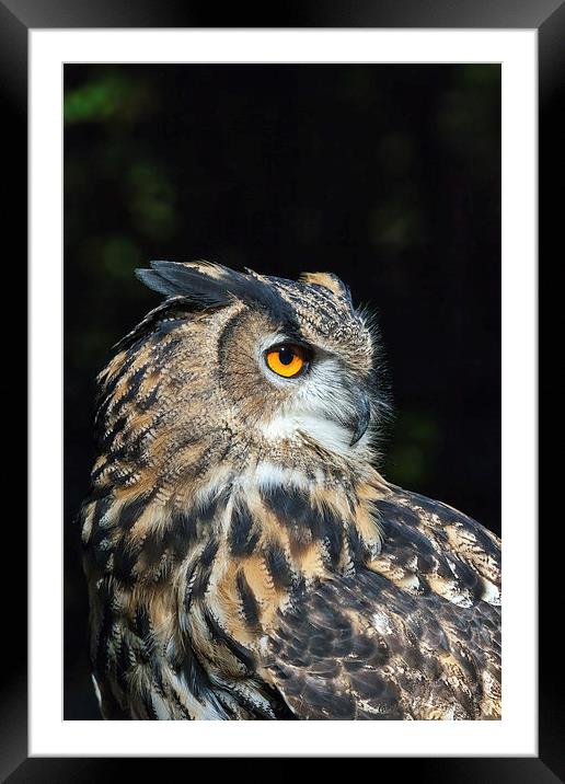 Eagle owl close-up  Framed Mounted Print by Ian Duffield