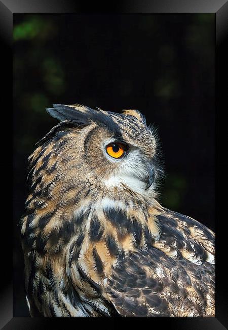 Eagle owl close-up  Framed Print by Ian Duffield