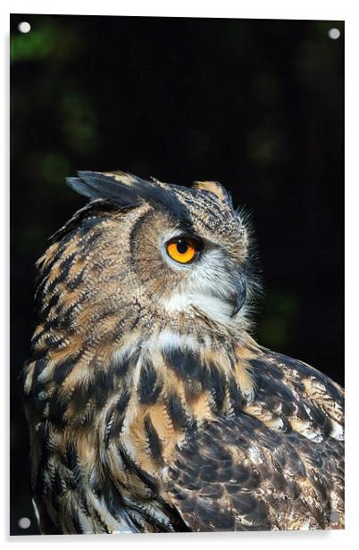Eagle owl close-up  Acrylic by Ian Duffield