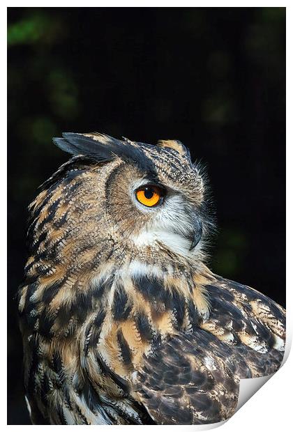 Eagle owl close-up  Print by Ian Duffield
