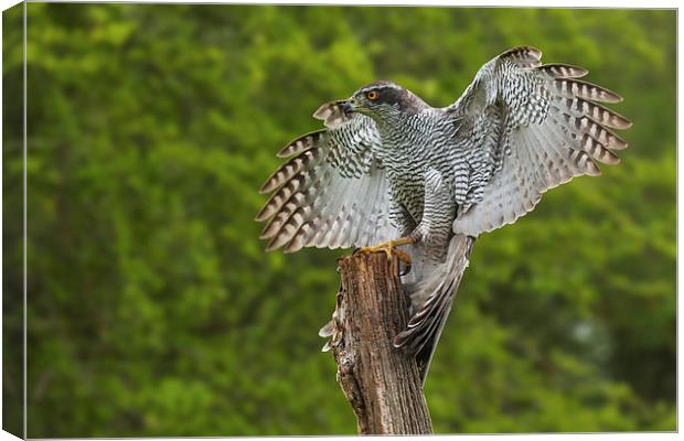  Goshawk finding its balance on a wooden post Canvas Print by Ian Duffield