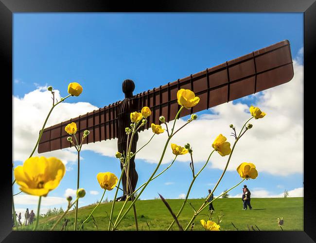  Angel of the North Buttercups Framed Print by Helen Holmes