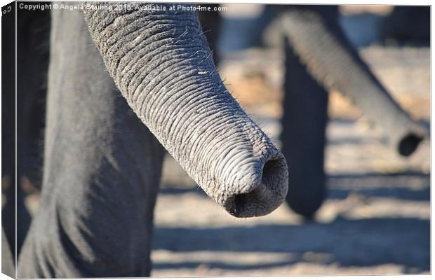  Elephant Trunks Canvas Print by Angela Starling