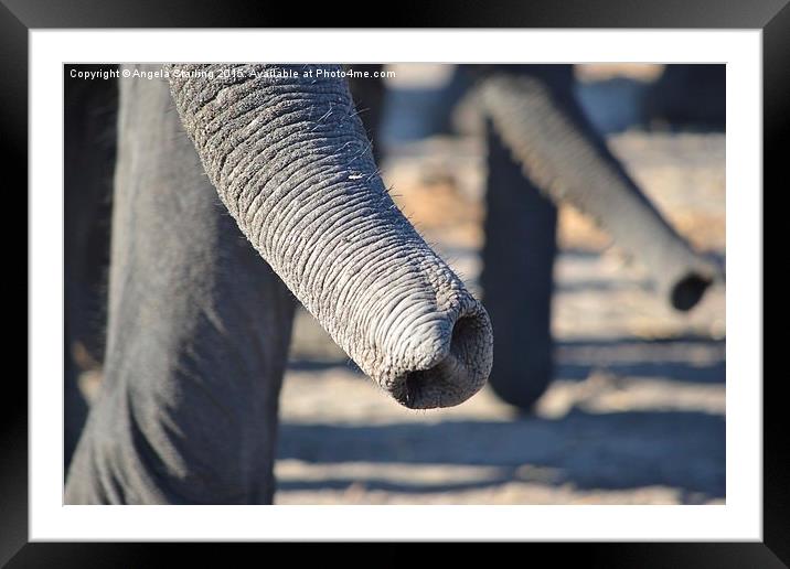  Elephant Trunks Framed Mounted Print by Angela Starling